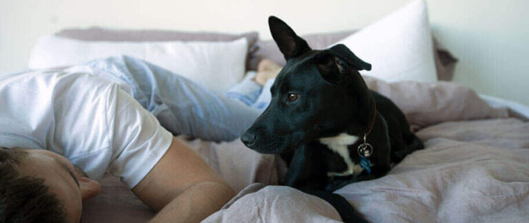 A person in a white shirt is lying on a bed covered with gray and white bedding. Next to them is a black dog with upright ears, wearing a collar and looking to the side. The room has a calm atmosphere.