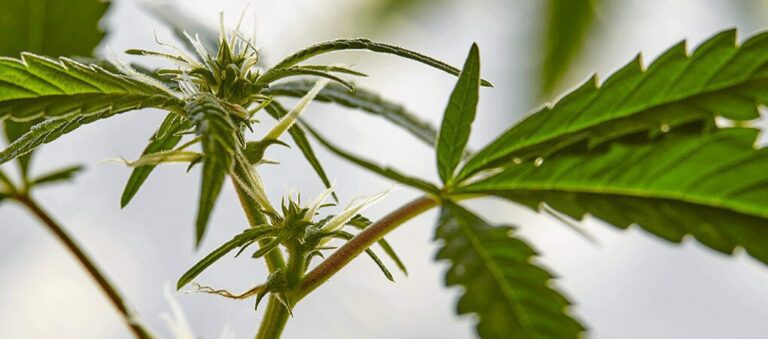 What are Terpenes