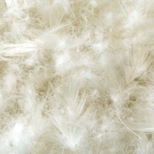 feather 15001429650258 original
