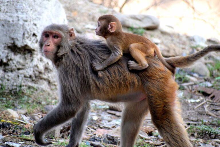 A larger monkey walks with a smaller baby monkey clinging to its back. They are in a natural outdoor setting with rocks and grass visible in the background. The larger monkey has a serious expression, while the baby monkey looks around curiously.