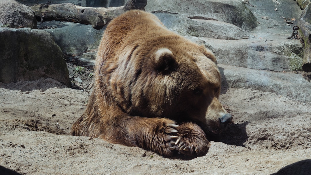 A large brown bear is lying down on a sandy surface, resting its head and front paws. The bear's eyes are closed or nearly closed, and its fur is thick and slightly matted. Rocks and logs are visible in the background, suggesting a natural habitat.