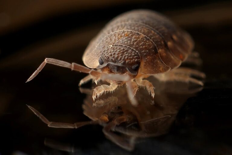 Close-up image of a brown bed bug with its detailed body and legs in view, set against a dark background. The bug's legs and antennae are sharply focused, while the rest of its body fades slightly into shadow, highlighting its textures and segments.