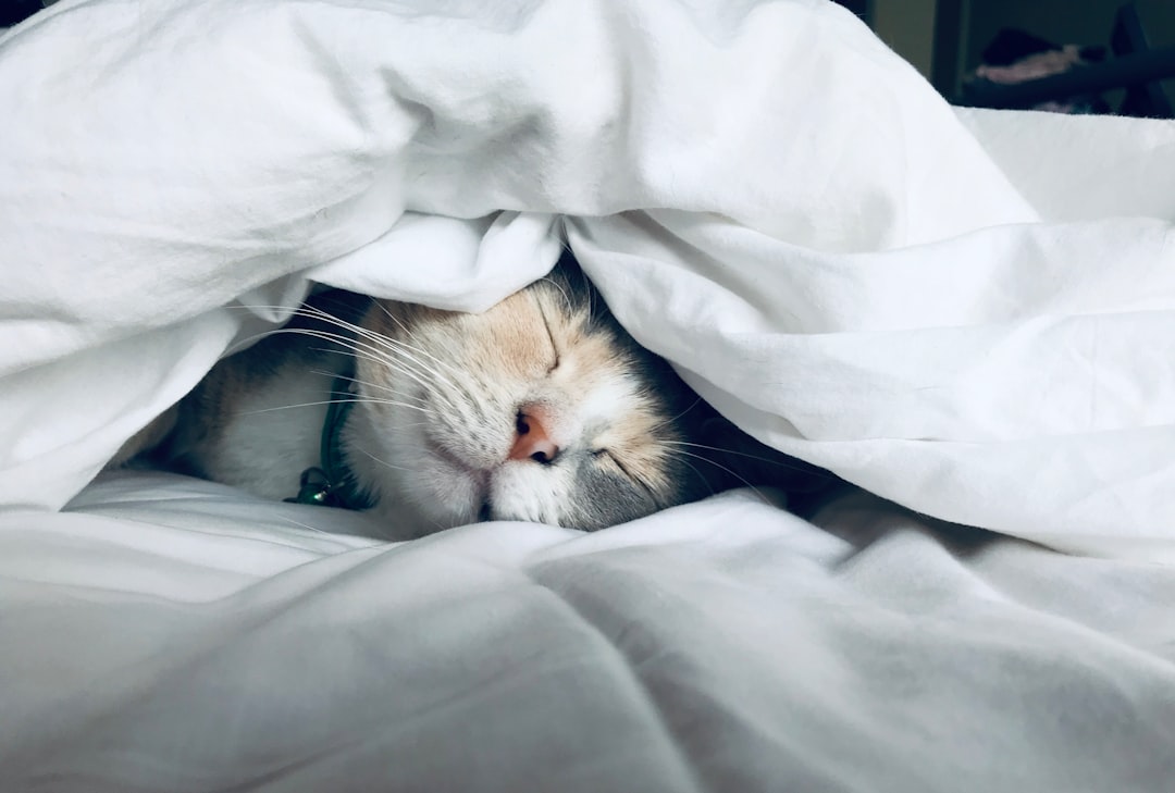 A cat is peacefully sleeping under a soft white blanket, with its head poking out. The cat's eyes are closed, and it looks content and cozy. Its nose and part of its face are visible, adding to the scene's adorable and tranquil atmosphere.