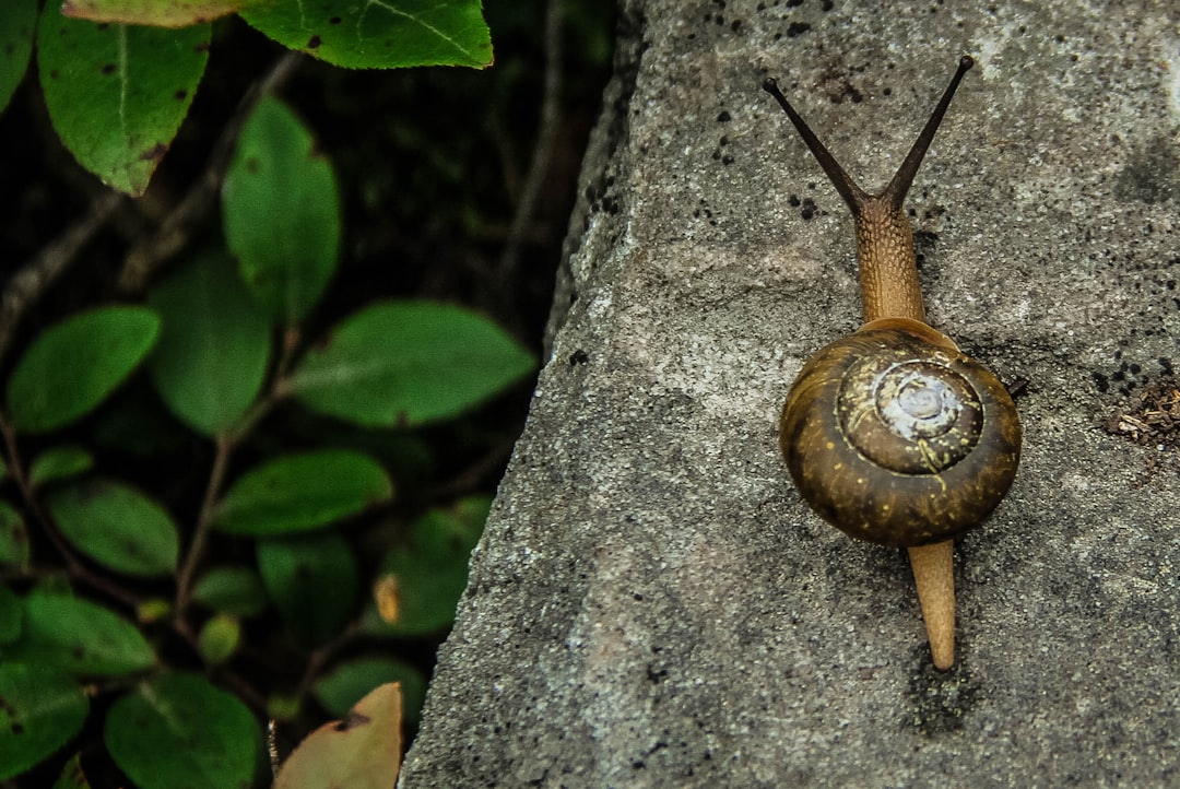 A snail with a brown shell crawls on a rough, gray stone surface. Green leaves and plants are visible in the background, at the upper left corner of the image.