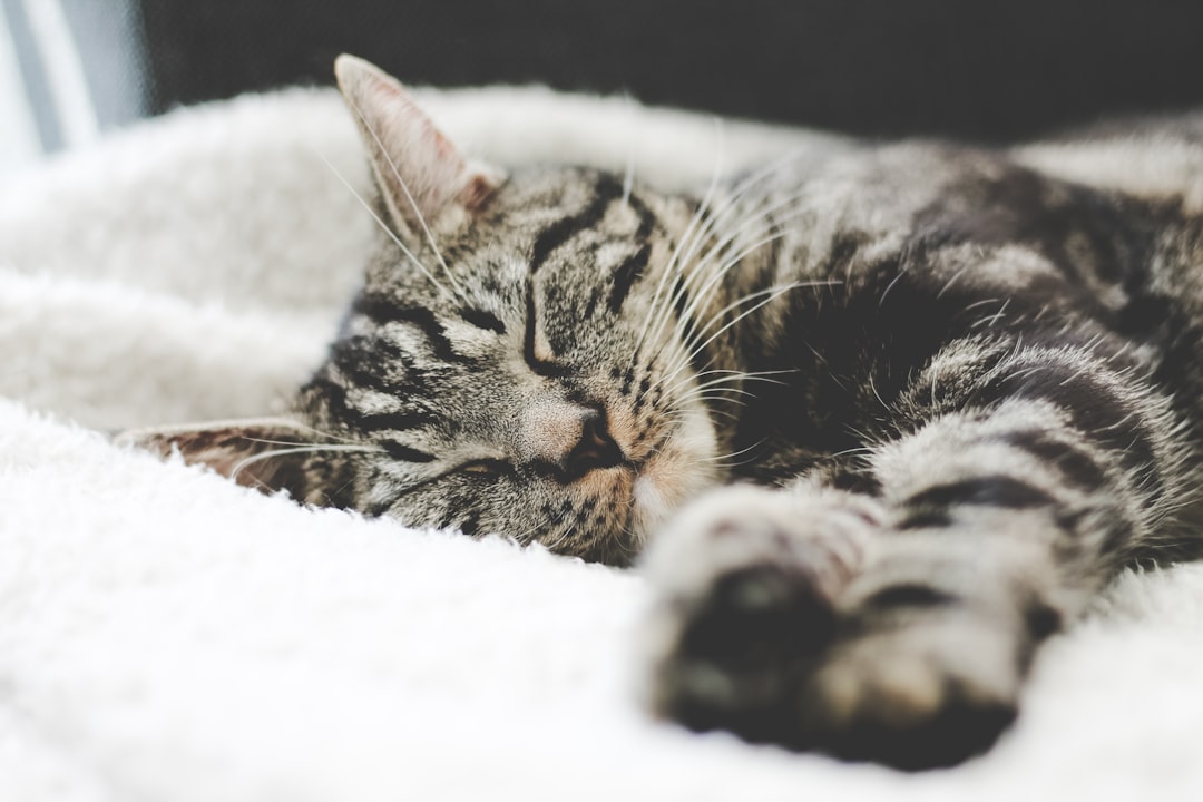 A close-up of a tabby cat sleeping peacefully on a soft, white blanket. The cat's eyes are closed, and its body is relaxed, conveying a sense of comfort and tranquility. The fur has a mix of dark and light stripes.