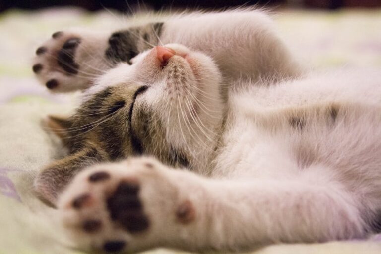 A close-up of a kitten lying on its back with its paws stretched out. The kitten's eyes are closed, and it appears to be sleeping peacefully. The fur is white with brown and black patches. The background is a soft, blurred surface.