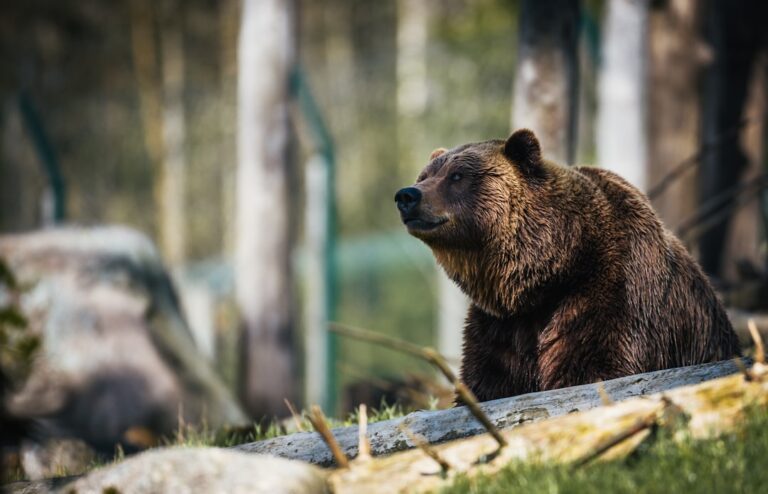 a bear sitting on the ground