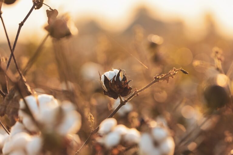 a cotton plant with white flowers