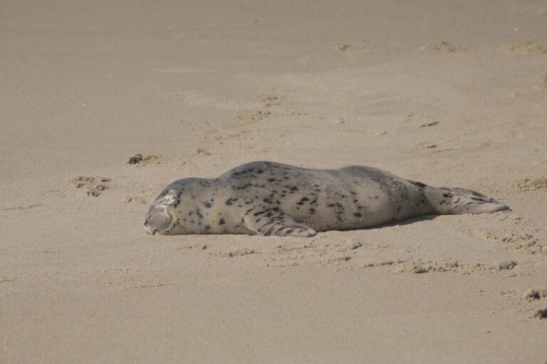 a seal lying on the sand