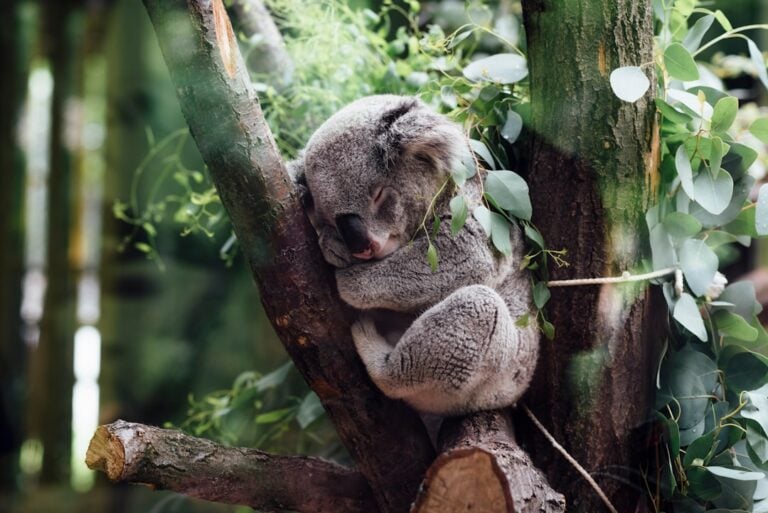 a koala bear sleeping in a tree