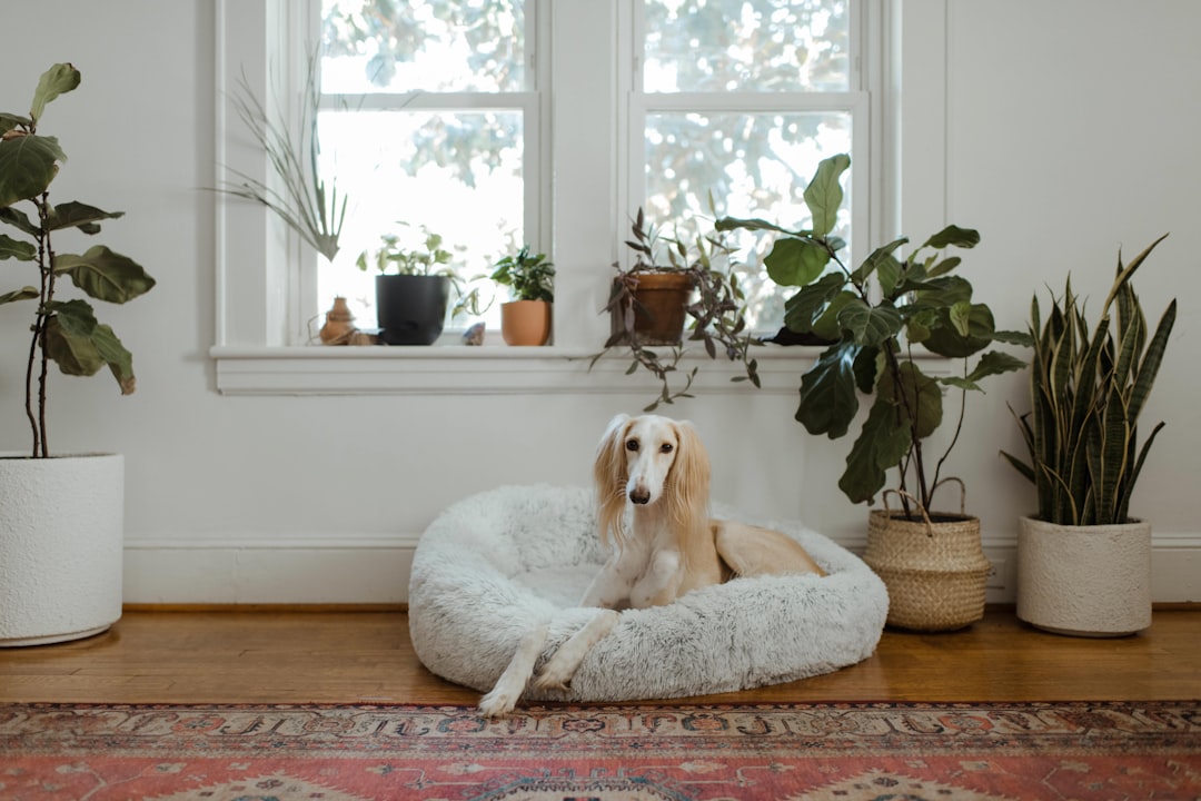 saatva dog bed review