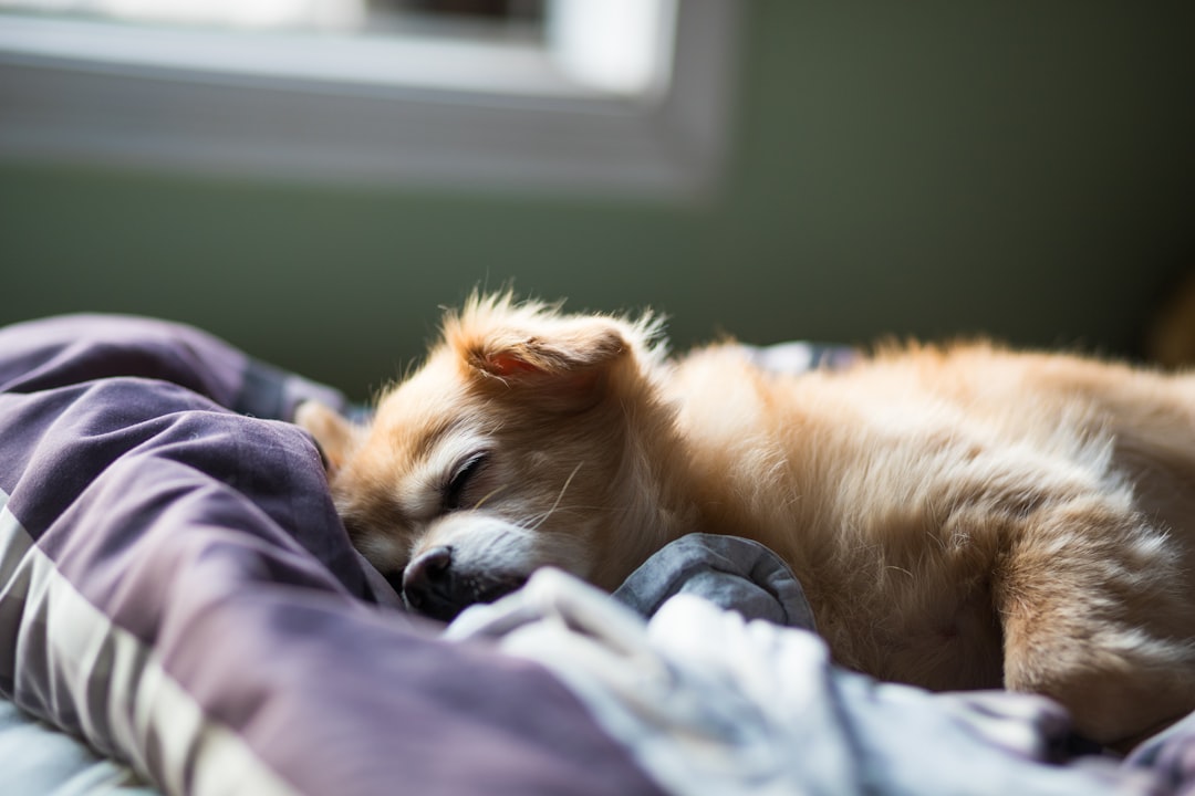 sleep apnea in dogs