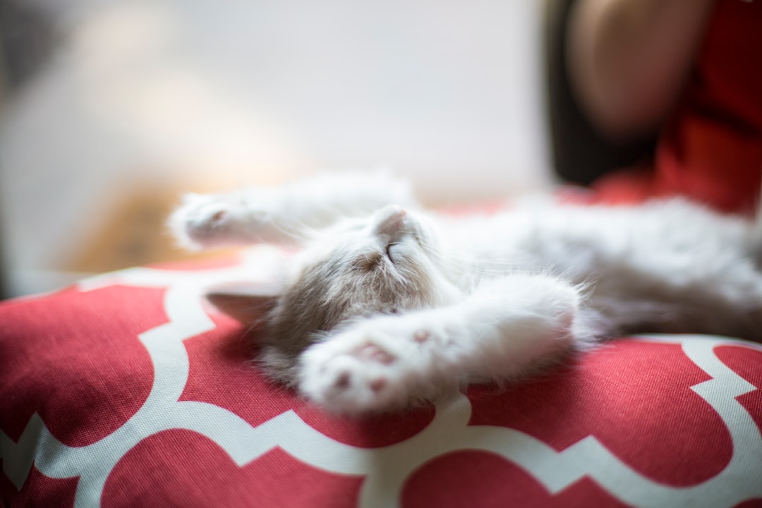 a cat lying on a pillow