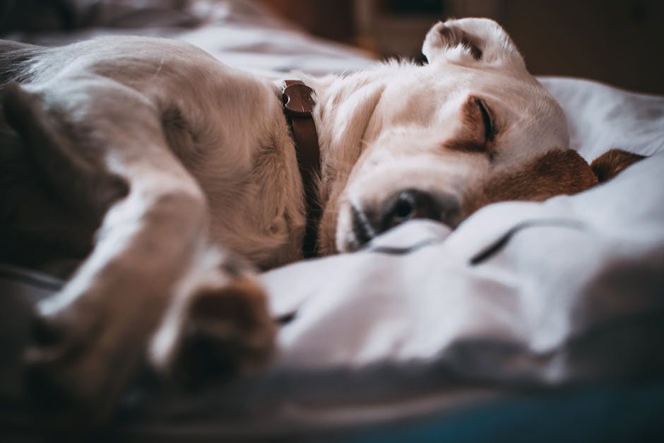 A small white and brown dog is sleeping comfortably on a bed. The dog is lying on its side with its eyes closed, wearing a brown collar. The bed has white sheets, creating a cozy and peaceful atmosphere.