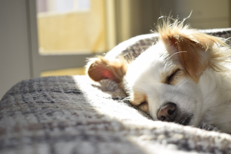 a dog sleeping on a blanket