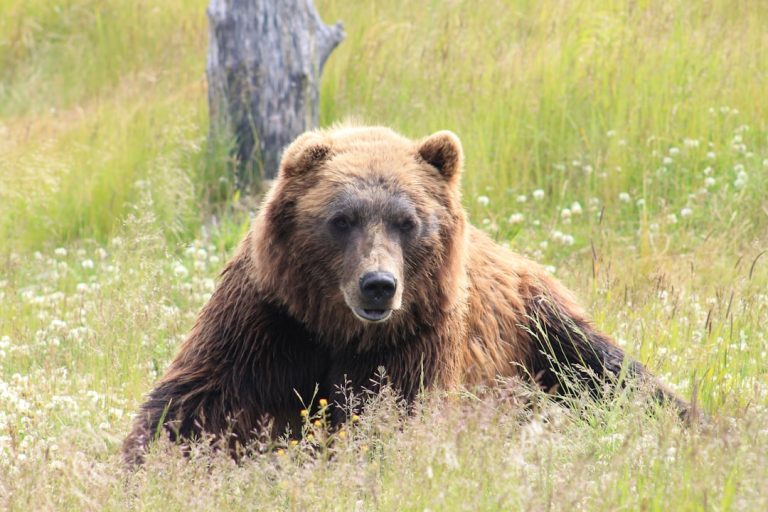 A brown bear lies in a grassy field, surrounded by wildflowers. The bear, with its thick fur and dark, expressive eyes, appears relaxed and at ease in its natural habitat. A partially visible tree trunk stands in the background.