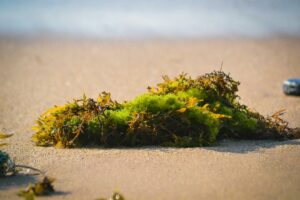 Can Sea Moss Help You Sleep Better?