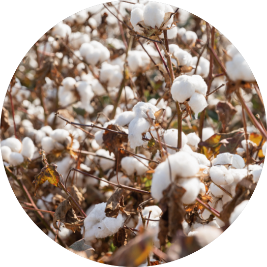 Certified Organic Cotton