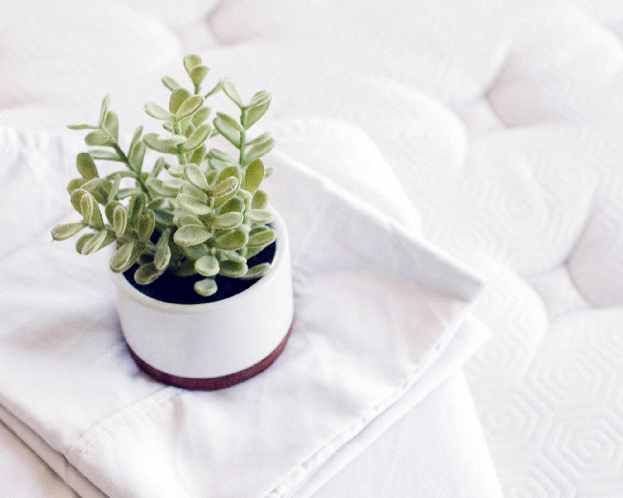 healthy green plant on mattress top